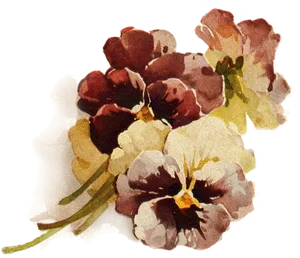 Vintage Pansy Floral Illustration PNG Image