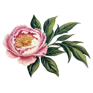 Vintage Peony Graphic Png 06292024 PNG Image