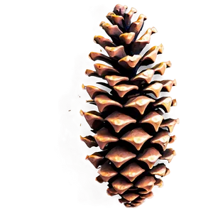 Vintage Pine Cone Png 19 PNG Image