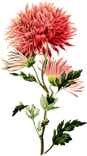 Vintage Pink Chrysanthemum Illustration PNG Image