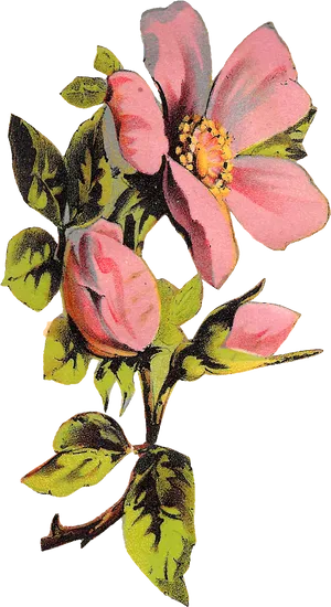 Vintage Pink Flower Illustration PNG Image