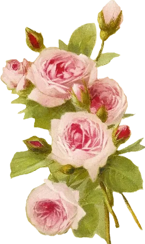 Vintage Pink Roses Artwork PNG Image