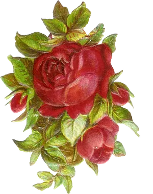 Vintage Red Rose Cluster.png PNG Image