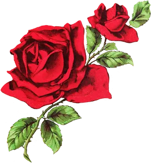 Vintage Red Rose Illustration PNG Image