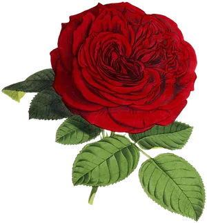 Vintage Red Rose Illustration PNG Image