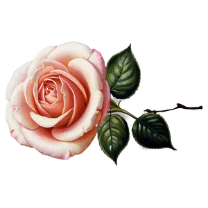 Vintage Rose C PNG Image