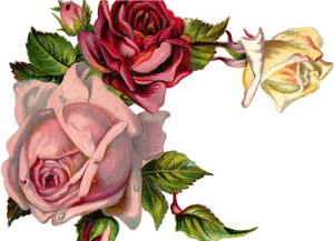 Vintage Rose Corner Design PNG Image