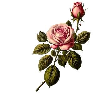 Vintage Rose Illustration Png 06292024 PNG Image