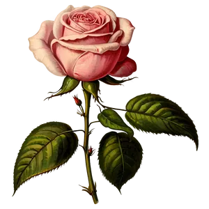 Vintage Rose Illustration Png Nln PNG Image