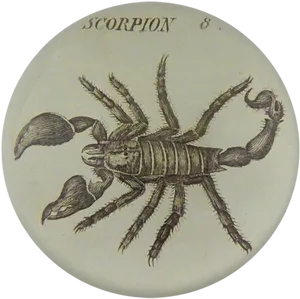 Vintage Scorpion Illustration PNG Image