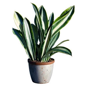 Vintage Snake Plant Png 06122024 PNG Image