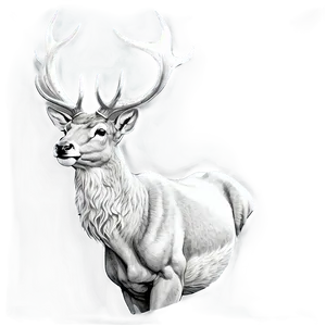 Vintage Stag Drawing Png Ktw80 PNG Image