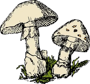 Vintage Style Mushroom Illustration PNG Image