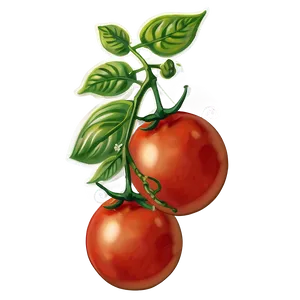 Vintage Tomato Illustration Png Xle PNG Image