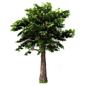 Vintage Tree Elevation Png 98 PNG Image