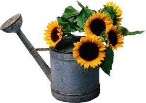 Vintage Watering Canwith Sunflowers PNG Image