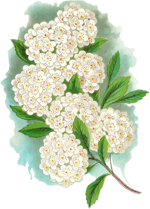 Vintage White Flower Cluster Artwork PNG Image