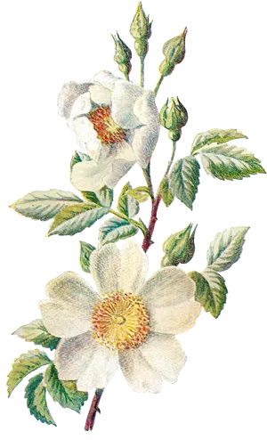 Vintage White Flower Illustration PNG Image