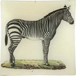 Vintage Zebra Illustration PNG Image