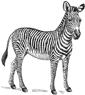 Vintage Zebra Sketch Artwork PNG Image