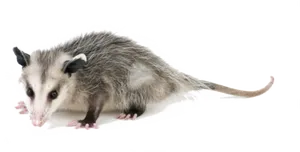 Virginia_ Opossum_ Profile.png PNG Image