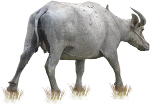 Walking Buffalo Transparent Background PNG Image