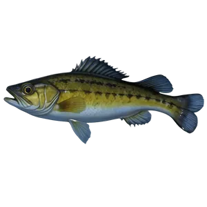 Walleye Eye Png Ore27 PNG Image