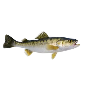 Walleye Fish Png 06262024 PNG Image