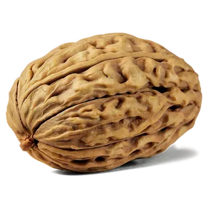 Walnut Kernel Png 06122024 PNG Image