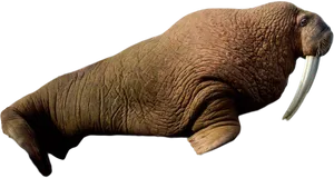 Walrus Side View Transparent Background PNG Image