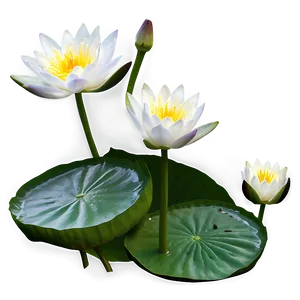 Water Lily Flower Png 20 PNG Image