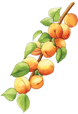 Watercolor Apricotson Branch PNG Image