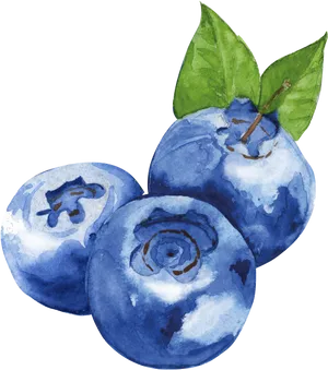 Watercolor Blueberries Artwork PNG Image