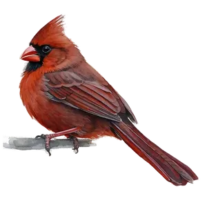 Watercolor Cardinal Painting Png 06252024 PNG Image