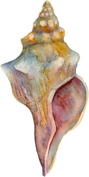 Watercolor Conch Shell Artwork PNG Image