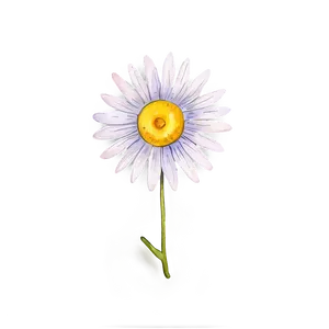 Watercolor Daisy Design Png Xph PNG Image