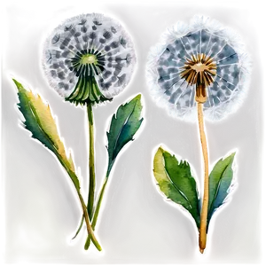 Watercolor Dandelions Png Qyj PNG Image