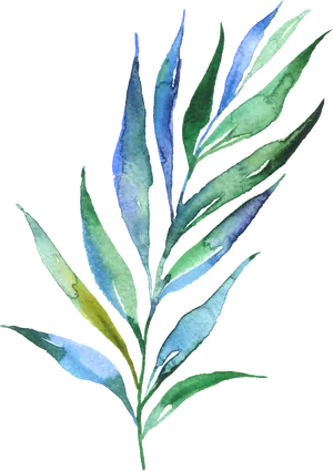 Watercolor Eucalyptus Branch PNG Image