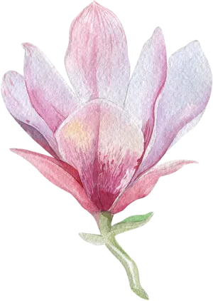 Watercolor Magnolia Blossom PNG Image