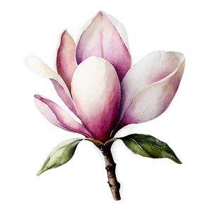 Watercolor Magnolia Flower Png 06252024 PNG Image