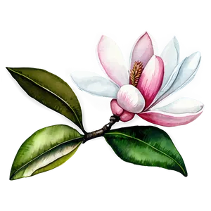 Watercolor Magnolia Flower Png 96 PNG Image