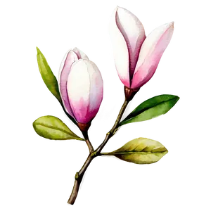 Watercolor Magnolia Flower Png Hnh28 PNG Image