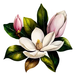 Watercolor Magnolia Flower Png Vjo PNG Image