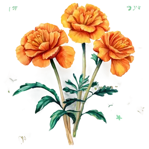 Watercolor Marigolds Art Png Lxx17 PNG Image