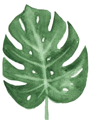 Watercolor Monstera Leaf Art PNG Image