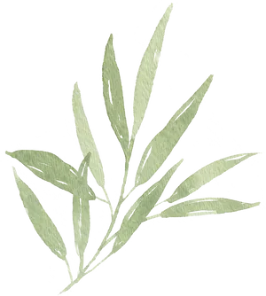 Watercolor Olive Branch Illustration PNG Image