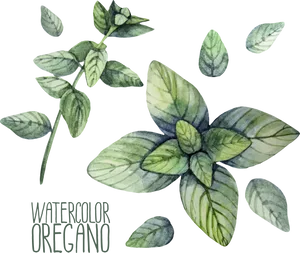 Watercolor Oregano Illustration PNG Image