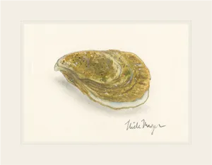 Watercolor Oyster Illustration PNG Image