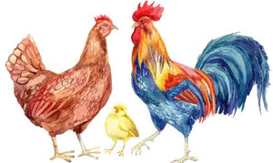 Watercolor Poultry Family PNG Image