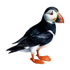 Watercolor Puffin Artwork Png Mjp PNG Image